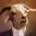 Byron The Cosmic Goat (@CosmicamCapra) Twitter profile photo