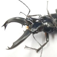 おうま (@fhf5q1vdoumwvis) Twitter profile photo