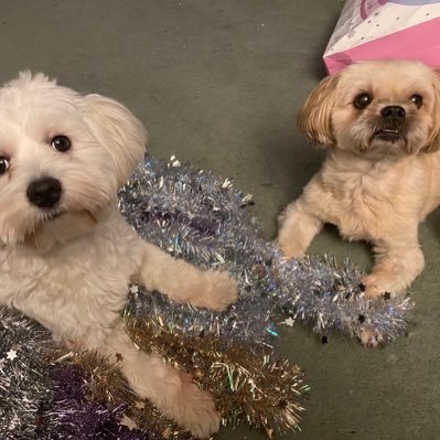 MartynBowler's profile picture. Clergy tax consultant | husband | father | christian | dog & cat owner | Lego | Chair of governing body | Pro European | The Archers. Views are my own.