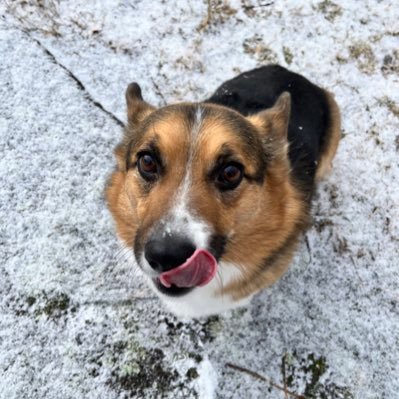 I'm Cooper, a Corgi, and my brother is Dash... he's a Yorkie. Together, we patrol the pool yard and bork at the neighbors. It's fun!