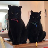 アグリとウキョウ (@aguliukyo) 's Twitter Profile Photo