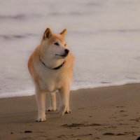夏海太郎 (@pacificocean28) 's Twitter Profile Photo 夏海太郎 (@pacificocean28) 's Twitter Profile Photo