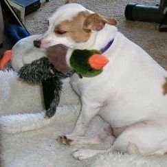 onslowgoad's profile picture. Hard-core introvert. Onslow was my dog-son.