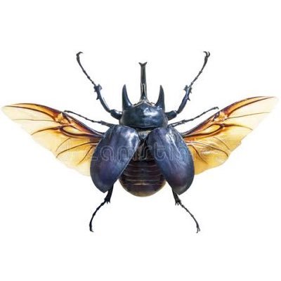 Athenacmd's profile picture. 