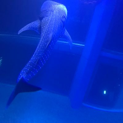 sabatora_kaitai's profile picture. 歯科医師 デンチャーが専門 三年後開業か？　嫁と猫2匹との4人暮らし