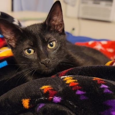 RezzCat's profile picture. 