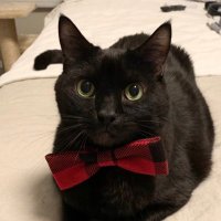 Get a Cat they said (@mycatisatiger) 's Twitter Profile