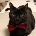 Get a Cat they said (@mycatisatiger) Twitter profile photo Get a Cat they said (@mycatisatiger) Twitter profile photo