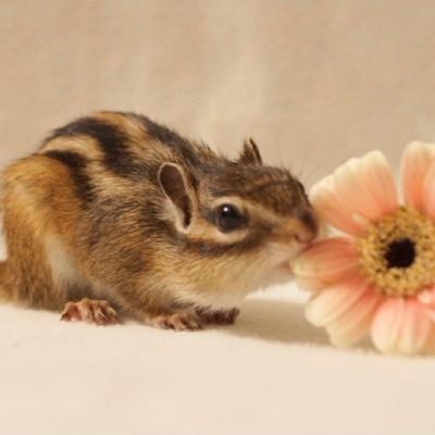 ロヌさんのプロフィール画像