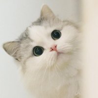 ペットハウス🎁毎日キャンペーン中(p`・ω・´q) (@pethouse_jp) 's Twitter Profile