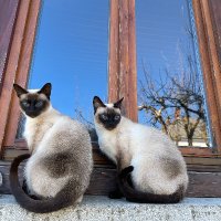 HansKelsensKatze (@kelsens_katze) 's Twitter Profile