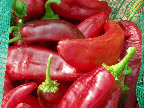 Do you love Red Chile? Better yet do you love Red Chile grown in New Mexico? Lets talk about our love for Red Chile and what Red Chile dishes we love to eat.