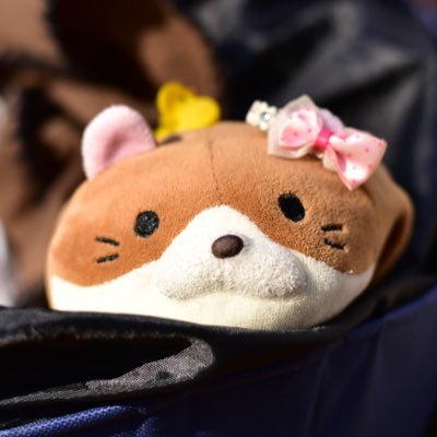 ドール、旅行、キャンプ関係のつぶやきがメインです。気が向いたらバイク、車でぶらり旅。キャンプ。旅行。野外撮影。 日記。テントバカ。