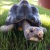 🐢Tyrus, the Tortoise who tweets!🐢 (@turbo_tyrus) Twitter profile photo