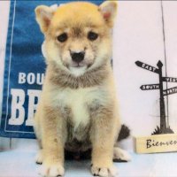 柴犬·͜·♡もも (@momonosekaiii) 's Twitter Profile Photo 柴犬·͜·♡もも (@momonosekaiii) 's Twitter Profile Photo