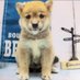 柴犬·͜·♡もも (@momonosekaiii) Twitter profile photo 柴犬·͜·♡もも (@momonosekaiii) Twitter profile photo