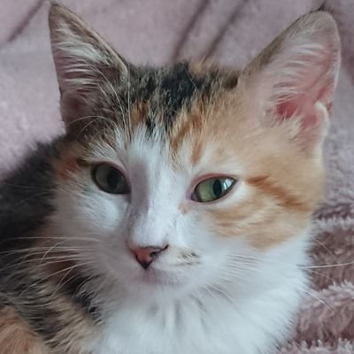 💉 GS 25/84 - Save Asuman From FIP 🐾 Asuman'ın Nöro-FIP savaşında desteğinize ihtiyacımız var 🙏 IBAN DM 🙏
https://t.co/2X7Ifzk10X