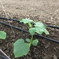 農ボーイ（農垢） (@cxqor9ook758t2d) 's Twitter Profile Photo