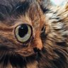 CscanadianSk's profile picture. Inspired in doing what’s right, not what’s political. Science advocate, and pretty smart cookie. Biochem and Animal Science undergrad.