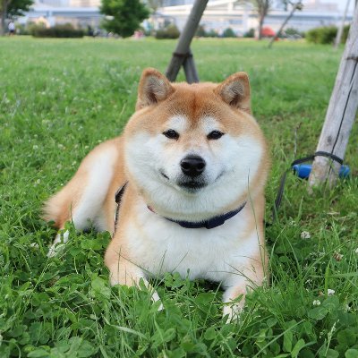 以前、SHOWROOMの星集め用として使っていたアカウントでしたが、最近アイドルに興味を持ってこのアカウントを使うことにしました。柴犬のRT多めですがよろしくお願いします!