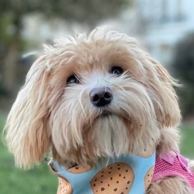 DatageekH's profile picture. 