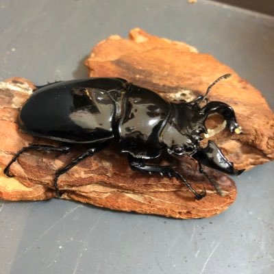 AkishouStgcr997's profile picture. 2021年の夏からクワガタにハマり少しずつブリードしています。