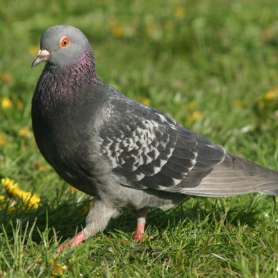 This is the offical account for Celebrity Pigeons NFTs