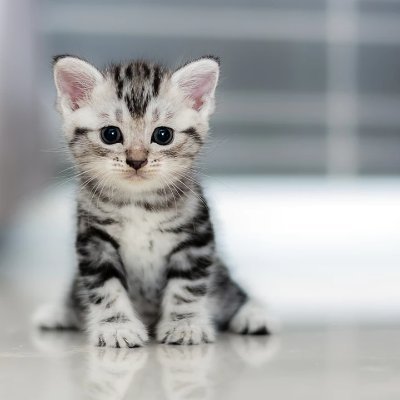 nickeledeon18's profile picture. 