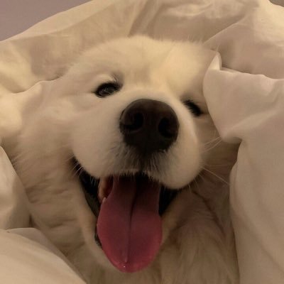 phoethuengthoe's profile picture. 