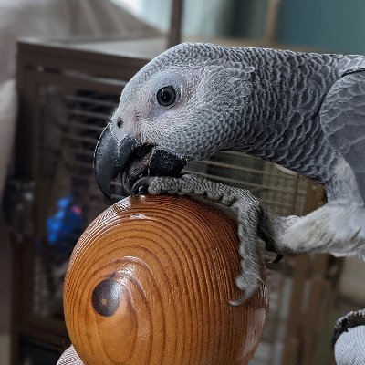 Meet Riku the rambunctious, rowdy little African Gray Parrot 🦜
… and Alex, his tired human 😒