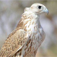 القناص (@malotaiibi8) 's Twitter Profile