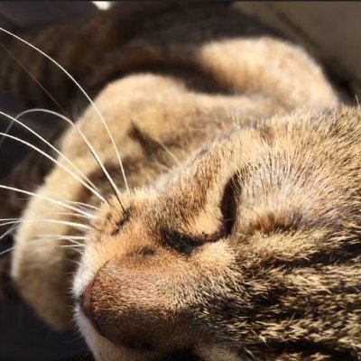 sidou410m4's profile picture. 一日一散歩
すすもう
病める時も健やかなる時もストロングゼロ
🎯🃏