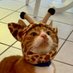 Terpie Cat, J.D. (@terpiecat) Twitter profile photo