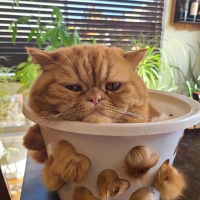 Cally413's profile picture. Mean Lesbian 🐱 🐈‍⬛ 🐈