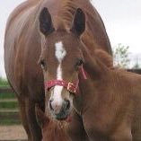 Mum of 2, love Everton, horses, pro European, despise Tory’s. NSNO