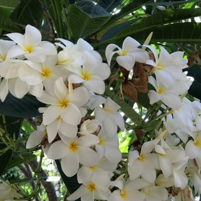 lamaruchan21's profile picture. 