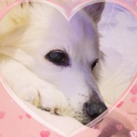 🦋🌹papillon🦋 (@gpoterie) 's Twitter Profile Photo