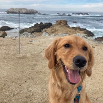 Aloha! I’m Dory! I’m a 1 year old Golden Retriever from San Francisco 🐾 I luvs the beach and mommy and daddy too!💕 Can you find me now..? woof woof 🐾💙💛