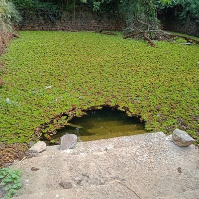 ShafiC87415913's profile picture. Shafi