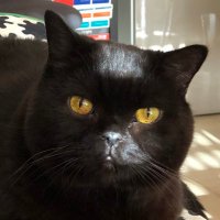 Bcat(@catmerry) 's Twitter Profile Photo
