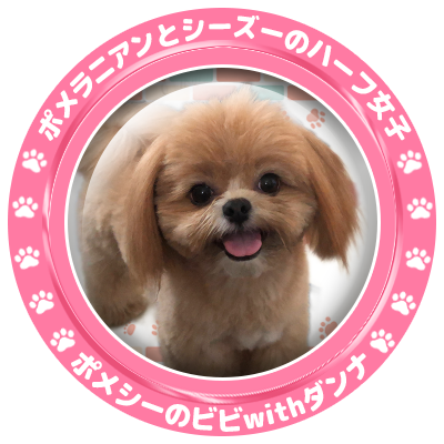 パパさんが愛犬ビビちゃんの日常を配信中！11月11日生まれの #ポメラニアン と #シーズー のハーフ女子。よろしくお願いします✨