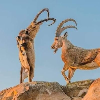 ‏‏‏‏‏‏إنسان بسيط أنا أعرف آداب التعامل.. أتصرف كما أنا بفطرتي.. بسجيتي أتكلم بعفوية.. أقول ما في قلبي دون تفتيش ...