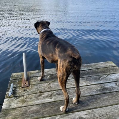 crazy dad loving husband and owner of a hyper boxer.