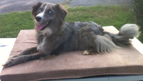 OrthoDogBed's profile picture. The Comfort-Flow bed was designed to replace traditional dog beds which are covered foam. We utilize a Geometric Pad to equalize pressure and float the dog.