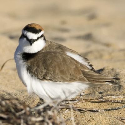 Aunque me dedico a la biología y educación ambiental, le doy a un poco de todo y me encantan las aves 🦉