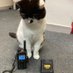 RPU Cat (@RPU_CAT) Twitter profile photo