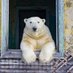 Polar Bear Commune (@fofxequalsxfofx) Twitter profile photo Polar Bear Commune (@fofxequalsxfofx) Twitter profile photo