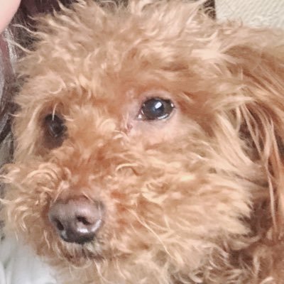 rinka_cosac's profile picture. コス出戻ったばぶじー。成人してます。加工厨です。写真の人物はフィクションです。