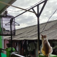 kaum halu (@coconuet02) 's Twitter Profile