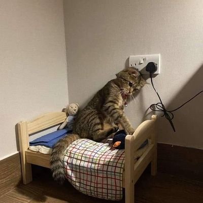 netagrace2's profile picture. 